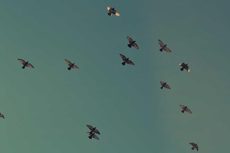 resized_22_fallback